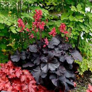 1 gallon - Black Forest Cake Coral Bells (HEUCHERA BLACK FOREST CAKE) - 1 gallon - 1 gallon
