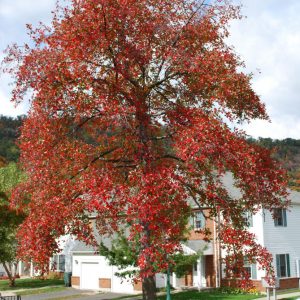 3 gallon - Black Gum (NYSSA SYLVATICA) - 3 gallon - 3 gallon