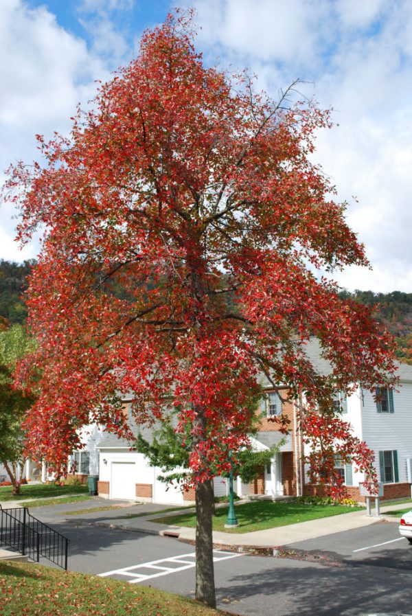 3 gallon - Black Gum (NYSSA SYLVATICA) - 3 gallon - 3 gallon