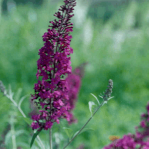 3 gallon - Black Knight Butterfly Bush (BUDDLEIA BLACK KNIGHT) - 3 gallon - 3 gallon