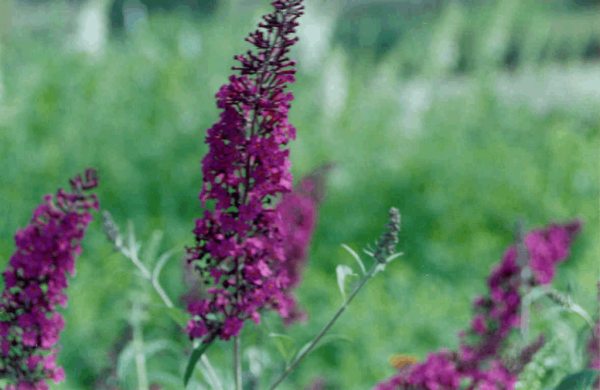 3 gallon - Black Knight Butterfly Bush (BUDDLEIA BLACK KNIGHT) - 3 gallon - 3 gallon