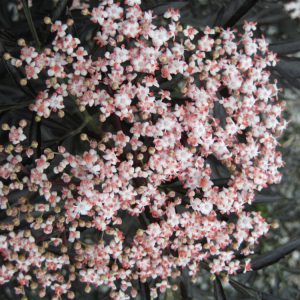 Black Lace® Elderberry (SAMBUCUS N. BLACK LACE)