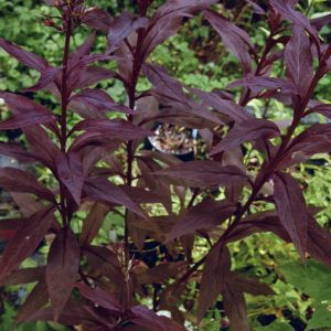 1 gallon - Black Truffle Cardinal Flower (LOBELIA C. BLACK TRUFFLE) - 1 gallon - 1 gallon