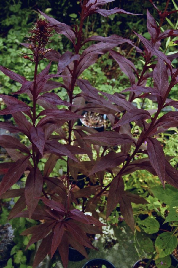 1 gallon - Black Truffle Cardinal Flower (LOBELIA C. BLACK TRUFFLE) - 1 gallon - 1 gallon