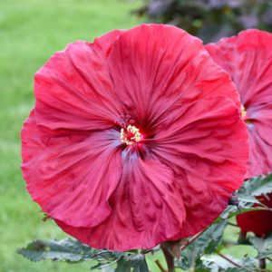 2 gallon - Blackberry Merlot Rose Mallow (HIBISCUS BLACKBERRY MERLOT) - 2 gallon - 2 gallon