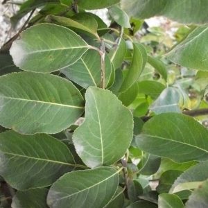 3 gallon 15" - Blackhaw Viburnum (VIBURNUM PRUNIFOLIUM) - 3 gallon 15" - 3 gallon 15"