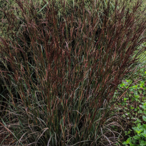 3 gallon - Blackhawk Big Bluestem Grass (GRASS - AND. BLACKHAWKS) - 3 gallon - 3 gallon