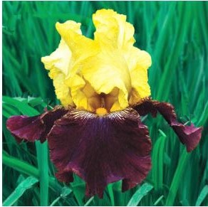 1 gallon - Blatant Bearded Iris (IRIS GERMANICA BLATANT) - 1 gallon - 1 gallon