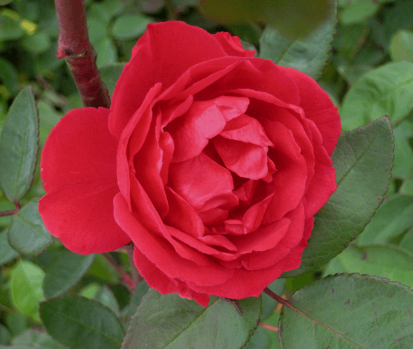 2 gallon - Blaze Climbing Rose (ROSE CL. BLAZE) - 2 gallon - 2 gallon