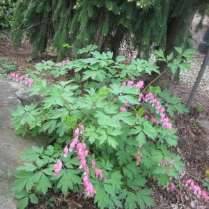 1 gallon - Bleeding Heart (DICENTRA SPECTABILIS) - 1 gallon - 1 gallon