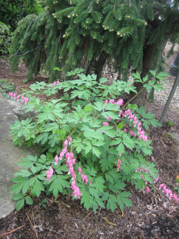 1 gallon - Bleeding Heart (DICENTRA SPECTABILIS) - 1 gallon - 1 gallon