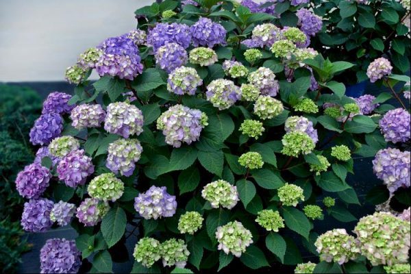 2 gallon - BloomStruck® Hydrangea (HYDRANGEA M. BLOOMSTRUCK) - 2 gallon - 2 gallon