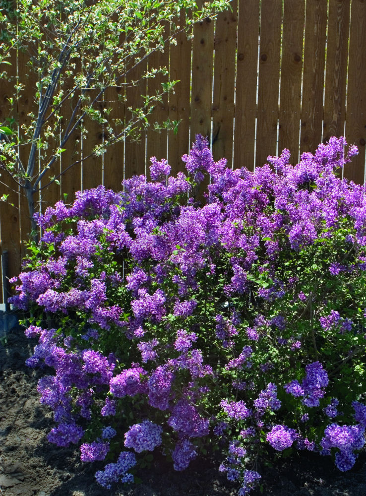 1 gallon - Bloomerang® Dark Purple Lilac (SYRINGA X BLOOMERANG® DK PURPLE) - 1 gallon - 1 gallon