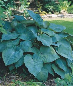 1 gallon - Blue Angel Plantain Lily (HOSTA BLUE ANGEL) - 1 gallon - 1 gallon
