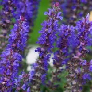 1 gallon - Blue Bouquetta® Catmint (SALVIA BLUE BOUQUETTA) - 1 gallon - 1 gallon