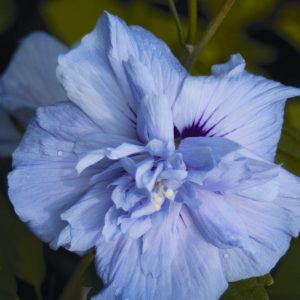 3 gallon 18" - Blue Chiffon® Rose of Sharon (HIBISCUS S. BLUE CHIFFON) - 3 gallon 18" - 3 gallon 18"