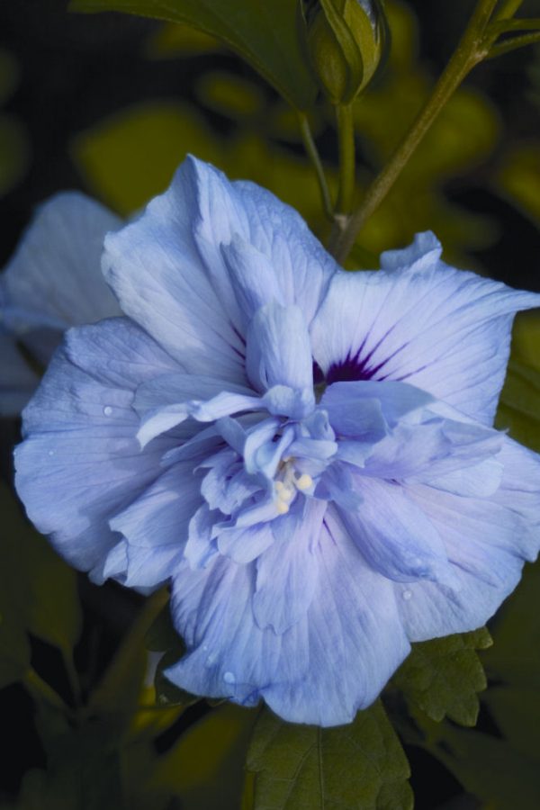 3 gallon 30" - Blue Chiffon® Rose of Sharon (HIBISCUS S. BLUE CHIFFON) - 3 gallon 30" - 3 gallon 30"