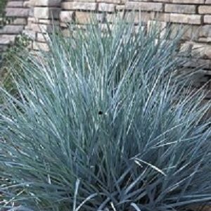 1 gallon - Blue Dune Lyme Grass (GRASS - LEYMUS A. BLUE DUNE) - 1 gallon - 1 gallon