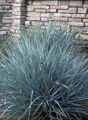 1 gallon - Blue Dune Lyme Grass (GRASS - LEYMUS A. BLUE DUNE) - 1 gallon - 1 gallon