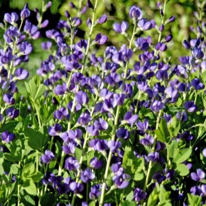 1 gallon - Blue False Indigo (BAPTISIA AUSTRALIS) - 1 gallon - 1 gallon
