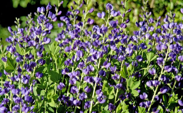 1 gallon - Blue False Indigo (BAPTISIA AUSTRALIS) - 1 gallon - 1 gallon