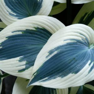 1 gallon - Blue Ivory Plaintain Lily (HOSTA BLUE IVORY) - 1 gallon - 1 gallon