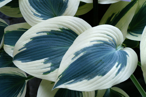 1 gallon - Blue Ivory Plaintain Lily (HOSTA BLUE IVORY) - 1 gallon - 1 gallon