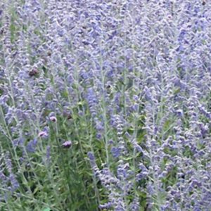 1 gallon - Blue Jean Baby Russian Sage (PEROVSKIA ATRIP. BLUE JEAN BABY) - 1 gallon - 1 gallon