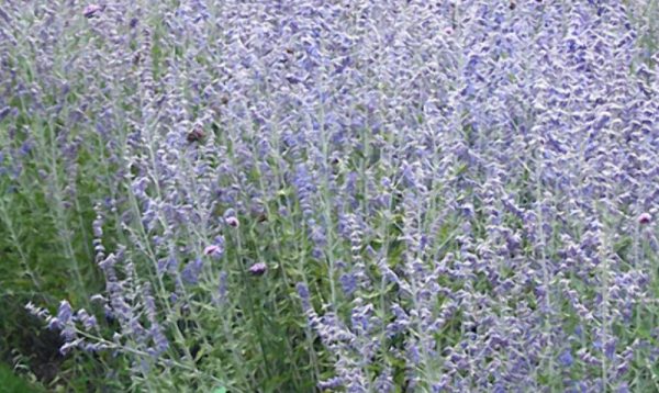 1 gallon - Blue Jean Baby Russian Sage (PEROVSKIA ATRIP. BLUE JEAN BABY) - 1 gallon - 1 gallon