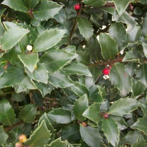 3 gallon 15" - Blue Maid™ Meserve Holly (ILEX X MES. BLUE MAID) - 3 gallon 15" - 3 gallon 15"
