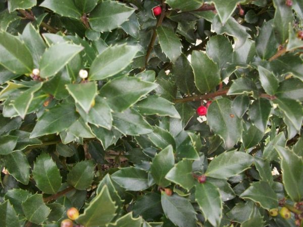 3 gallon 15" - Blue Maid™ Meserve Holly (ILEX X MES. BLUE MAID) - 3 gallon 15" - 3 gallon 15"