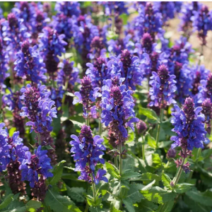 1 gallon - Blue Marvel Salvia (SALVIA NEMEROSA BLUE MARVEL) - 1 gallon - 1 gallon