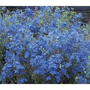 1 gallon - Blue Mirror Larkspur (DELPHINIUM GRAND. BLUE MIRROR) - 1 gallon - 1 gallon