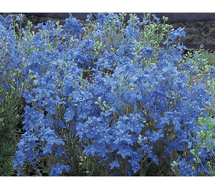 1 gallon - Blue Mirror Larkspur (DELPHINIUM GRAND. BLUE MIRROR) - 1 gallon - 1 gallon