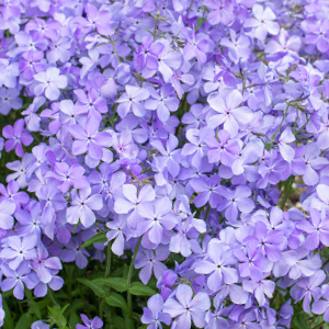 1 gallon - Blue Moon Phlox (PHLOX D. BLUE MOON) - 1 gallon - 1 gallon
