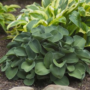 1 gallon - Blue Mouse Ears Plantain Lily (HOSTA BLUE MOUSE EARS) - 1 gallon - 1 gallon