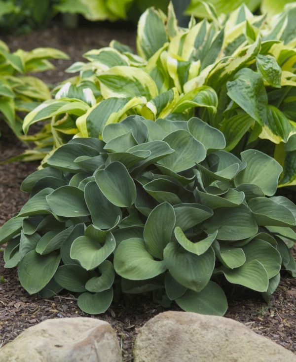1 gallon - Blue Mouse Ears Plantain Lily (HOSTA BLUE MOUSE EARS) - 1 gallon - 1 gallon