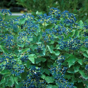 3 gallon 24" - Blue Muffin® Arrowwood Viburnum
 (VIBURNUM DEN. BLUE MUFFIN) - 3 gallon 24" - 3 gallon 24"