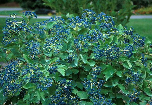 3 gallon 24" - Blue Muffin® Arrowwood Viburnum
 (VIBURNUM DEN. BLUE MUFFIN) - 3 gallon 24" - 3 gallon 24"