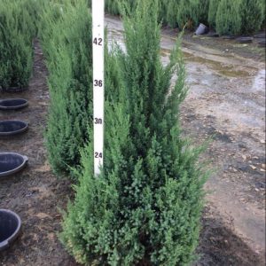 3 gallon 24" - Blue Point Juniper (JUNIPER C. BLUE POINT) - 3 gallon 24" - 3 gallon 24"