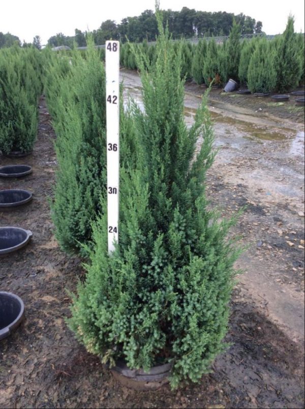 3 gallon 24" - Blue Point Juniper (JUNIPER C. BLUE POINT) - 3 gallon 24" - 3 gallon 24"