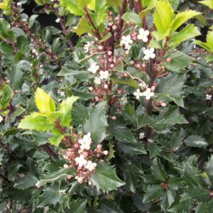 3 gallon 15" - Blue Prince™ Meserve Holly (ILEX X MES. BLUE PRINCE) - 3 gallon 15" - 3 gallon 15"