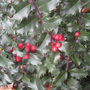 3 gallon 15" - Blue Princess™ Holly (ILEX X MES. BLUE PRINCESS) - 3 gallon 15" - 3 gallon 15"