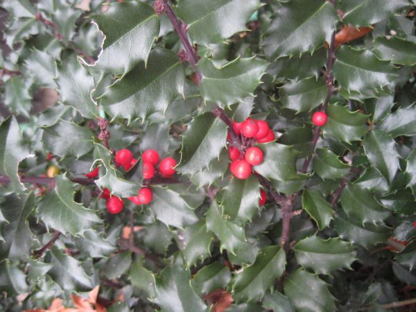 3 gallon 15" - Blue Princess™ Holly (ILEX X MES. BLUE PRINCESS) - 3 gallon 15" - 3 gallon 15"