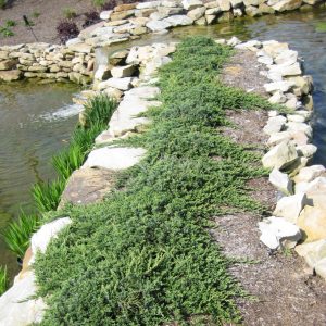 2 gallon 10" - Blue Rug Juniper (JUNIPER HORIZ. WILTONI) - 2 gallon 10" - 2 gallon 10"
