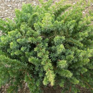 Blue Shore Juniper (JUNIPER CON. BLUE PACIFIC)