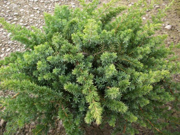 Blue Shore Juniper (JUNIPER CON. BLUE PACIFIC)