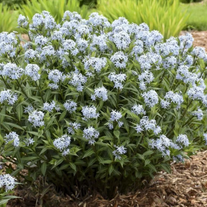 1 gallon - Blue Star Amsonia (AMSONIA STARSTRUCK) - 1 gallon - 1 gallon