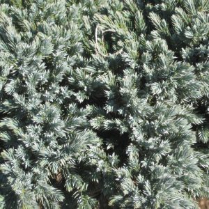 2 gallon 8" - Blue Star Juniper (JUNIPER SQ. BLUE STAR) - 2 gallon 8" - 2 gallon 8"