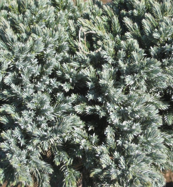 3 gallon 12" - Blue Star Juniper (JUNIPER SQ. BLUE STAR) - 3 gallon 12" - 3 gallon 12"